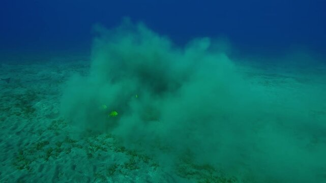 Camera approaches dust cloud on sandy-silty seabed, Golden Trevally, Gnathanodon speciosus swims out from it and Sea Cow, Dugong dugon appears from the mud, on blue water background, Slow motion 