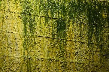 Close-up detail of ancient Roman wall at Herculaneum covered in green moss and algae showing weathered stone brick texture and moisture preservation