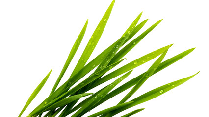 Obraz premium Vibrant Green Grass Blades with Fresh Water Droplets on Black Background