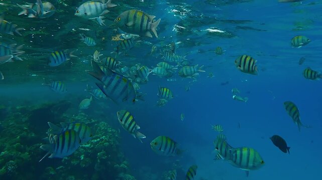 Shoal of Five-banded sergeant major fish swim under the surface of turquoise water near a coral reef, slow motion, School of Indo-Pacific sergeant, Abudefduf vaigiensis