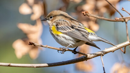 Obraz premium Yellow Rumped Warbler on a branch