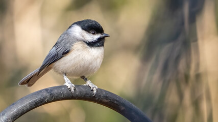 Obraz premium American Chickadee on a post
