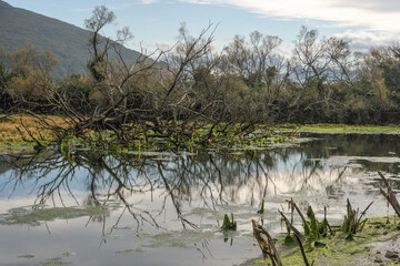 Dry trees, green algae and reflections in the Santo&ntilde;a marsh