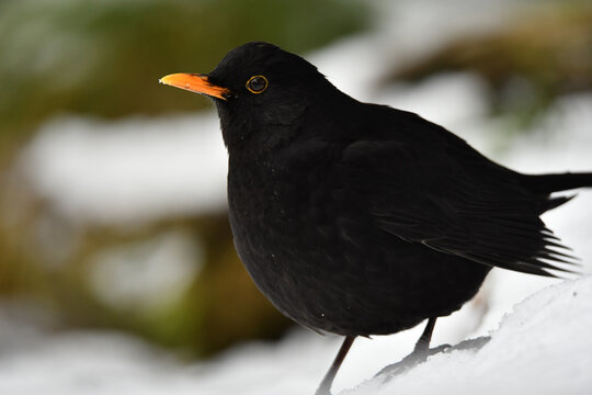 Amsel im Schnee 