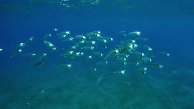 Shoal of Striped Mackerel filtering for plankton swims with open mouths in turquoise water sparkling in the bright sun rays, slow motion