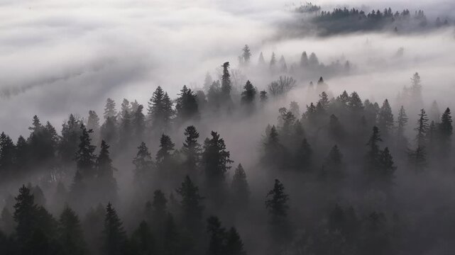 A blanket of fog drifts through the Willamette Valley just south of Portland, Oregon. The Pacific Northwest is known for its scenic forests, waterfalls, and rivers, as well as its wet weather.