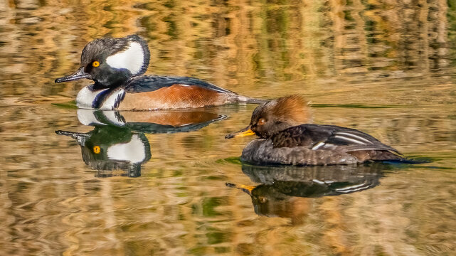 Hooded Merganser on the lake
