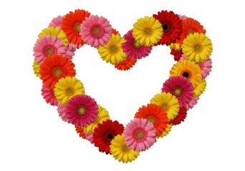 Illustration of heart shape made of colorful gerbera daisies isolated on transparent background