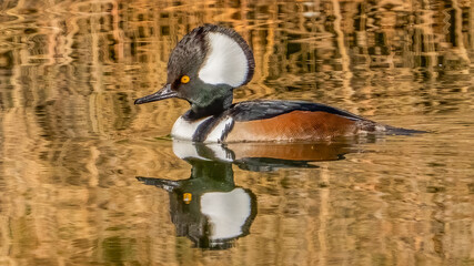 Hooded Merganser on the lake