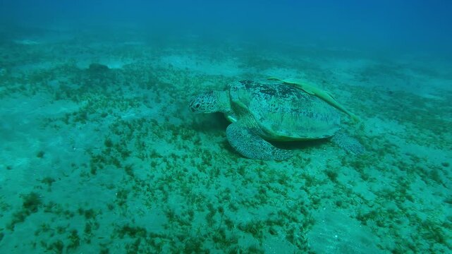 Camera moving forwards approaching a Sea Turtle grazing on seabed, Slow motion of Great Green Sea Turtle, Chelonia mydas