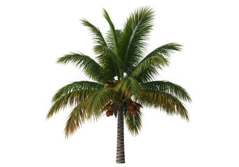Obraz premium Illustration of coconut palm tree with coconuts isolated on transparent background