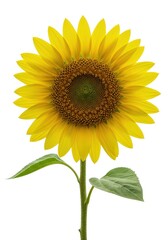 Fototapeta premium A beautiful single yellow sunflower bloom centered against a pure white background, emphasizing summer and nature's cheerful vitality, fresh, vibrant, botany