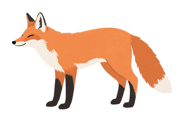 Obraz premium Fox illustration on transparent background