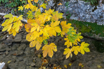Yellow Autumn Maple Leaves on Tree Branch in Fall Season