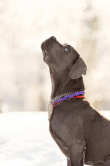 Cane Corso Looking Up While Sitting in Snow