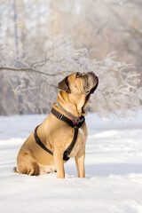Cane Corso Looking Upward While Sitting in Winter Snow