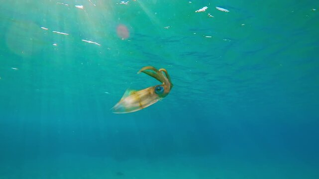 Young Calamari swims in turquoise water under bright sun rays shining in sunlight, Baklighting (Contre-jour) Slow motion of Bigfin reef squid or Oval squid, Sepioteuthis lessoniana in sunny day
