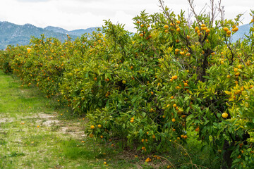 Fototapeta premium Rows of Mandarin trees in Neretva Valley, Croatia with Mountain Landscape