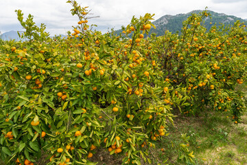 Rows of Mandarin trees in Neretva Valley, Croatia with Mountain Landscape