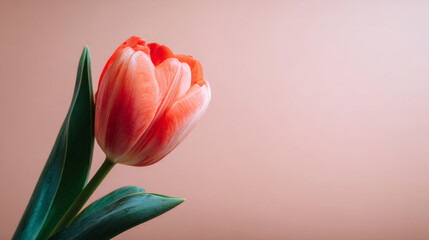 Single red and white tulip on a soft peach background, minimal close up with negative space and gentle window light. Concept: spring greetings, beauty branding, and wellness design use