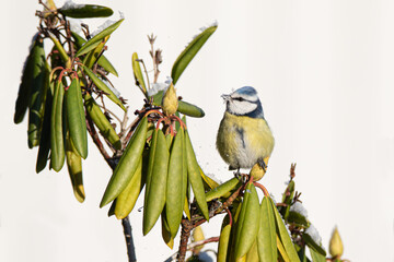 Blue tit eating snow , sitting on a rhododendron bud