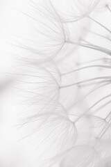 Close-up of dandelion, trendy color of the year 2026, cloud dancer, stylish art background, selective focus