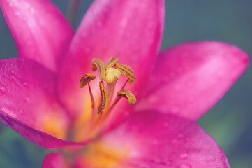 Close-up of purple lily flower, beautiful art background, selective focus.