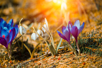 stunning mountains blooming  spring  purple flowers, fantastic macro photo of crocuses flowers in...