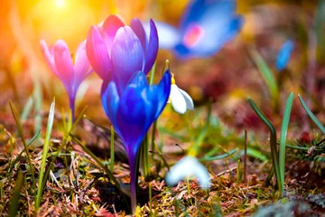 Fototapeten Orange stunning mountains blooming  spring  purple flowers, fantastic macro photo of crocuses flowers in Carpathian mountains...exclusive - this image is sold only on Adobe stock  © Rushvol