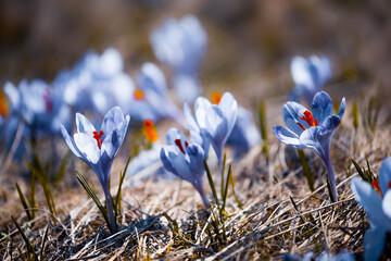 stunning mountains blooming  spring  purple flowers, fantastic macro photo of crocuses flowers in...