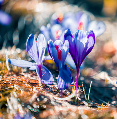 stunning mountains blooming  spring  purple flowers, fantastic macro photo of crocuses flowers in...