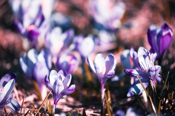 stunning mountains blooming  spring  purple flowers, fantastic macro photo of crocuses flowers in...