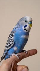 Blue budgerigar parrot perched on human finger close-up.