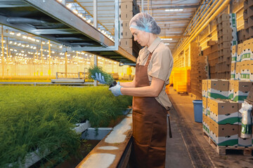 Female worker inspects fresh green dill in a modern vertical farm. Woman in apron and gloves harvests herbs from hydroponic racks under warm grow lights. Agritech and food industry concept.
