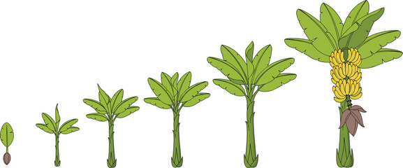 Growth stages of a banana tree from small seed and sprout to a mature fruit bearing plant with yellow bananas and green leaves © Hosneara