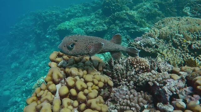 Close-up of Porcupine fish swims over coral and looking at camera, on bright sunny day, Slow motion, Camera moves around the Ajargo, Giant Porcupinefish or Spotted Porcupine Fish, Diodon hystrix