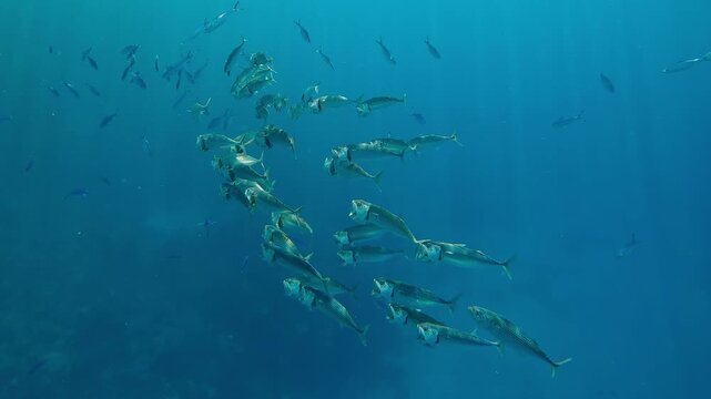 Close up of shoal of Striped Mackerel with Lunar Fusilier fish feeding in turquoise water in bright sun rays, Slow motion of shoal swims with open mouths filtering for plankton