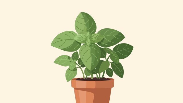 Illustration of a lush green basil plant in a terracotta pot