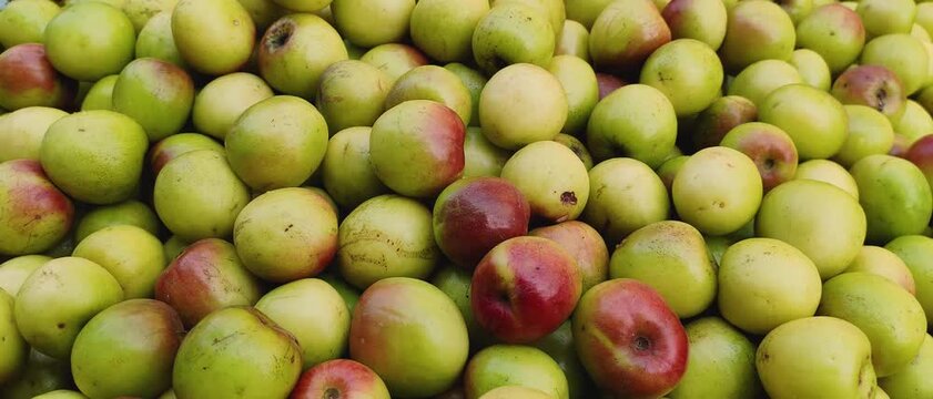 Fresh Jujube fruits piled together showing natural ripeness, agriculture harvest, and organic produce