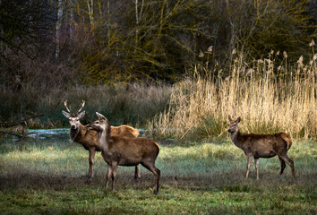 Group of deer looking straight ahead in a natural park