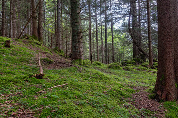 Dense forest floor with vibrant green moss covering Isenthal terrain