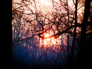 Sunrise in the forest