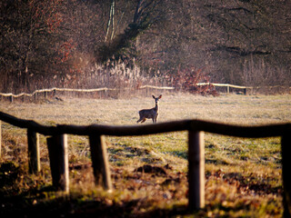 Deer walking in the park