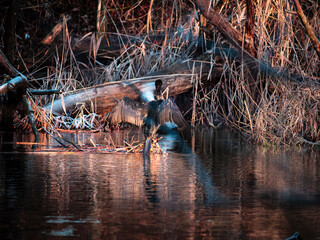cormorant on the lake