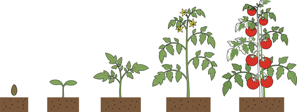 Growth stages of a tomato plant from seed to seedling and mature bush with red ripe tomatoes in soil isolated on white