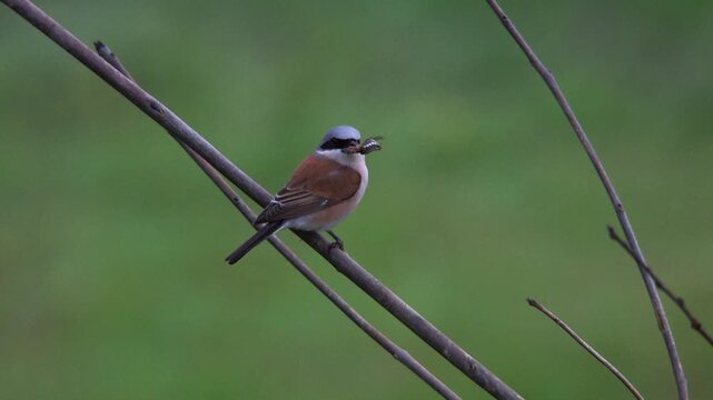red-backed shrike with captured beetle sitting on tree branch
