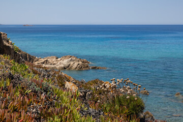 Sardinien - Pflanzen und Meer