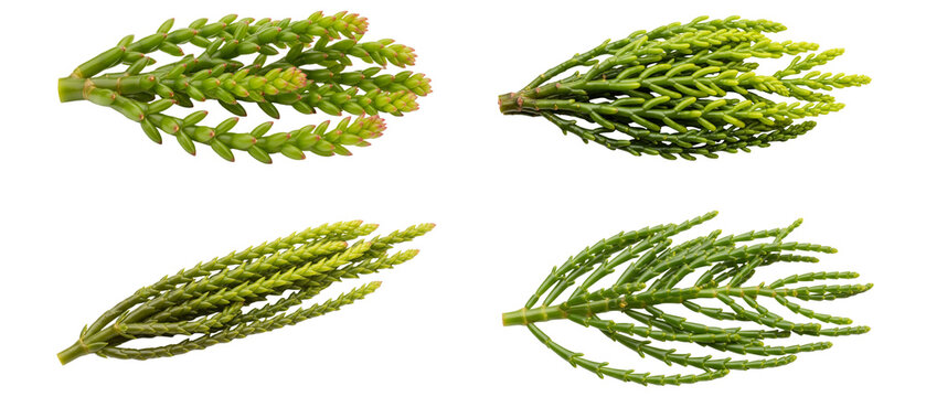 A collection of four fresh green clubmoss sprigs isolated on a white background.