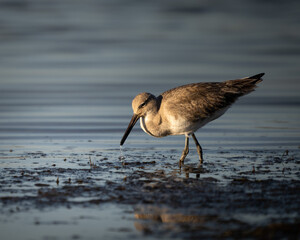 Shorebird feeding in shallow coastal water at low tide, captured in warm natural light.