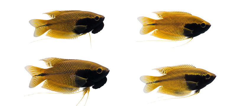 A collection of four Honey Gourami fish Trichogaster chuna isolated on a white background.